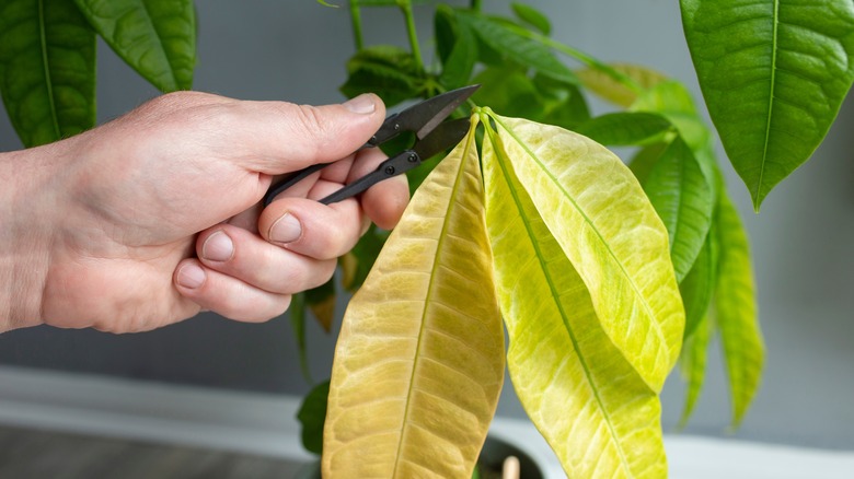 pinching yellow money tree leaves