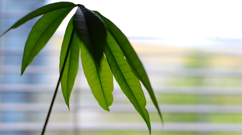 close up of money tree leaves