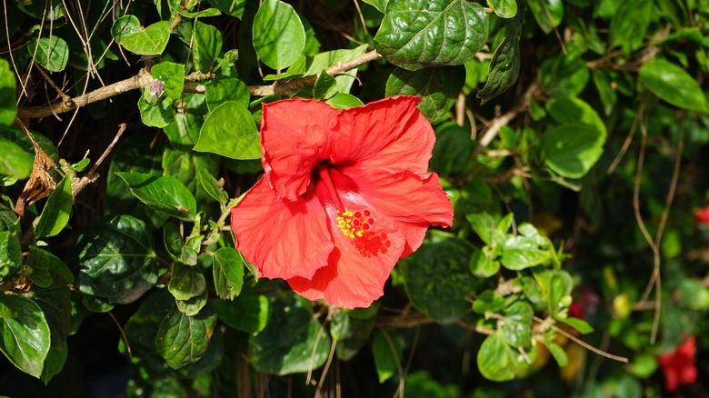 Red hibiscus flower