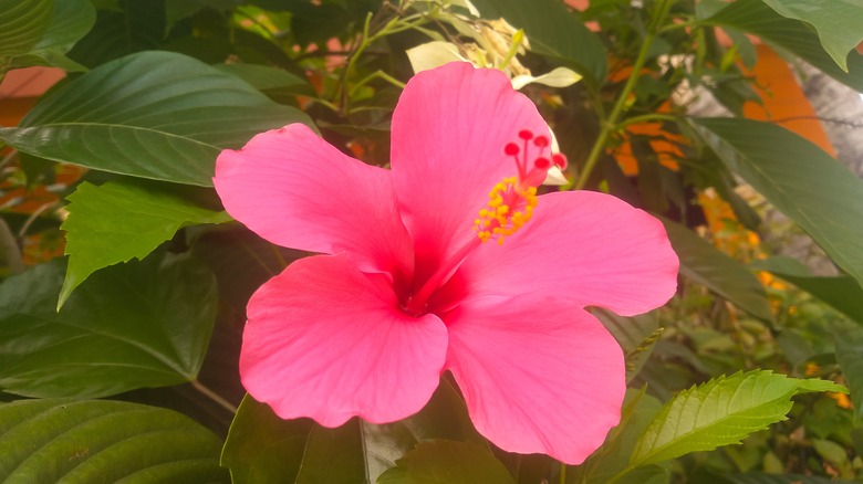 Pink hibiscus flower