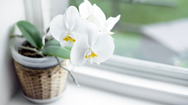 White orchid in bright window
