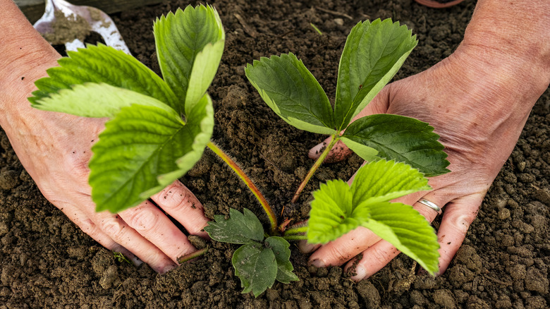 person planting strawberry plant