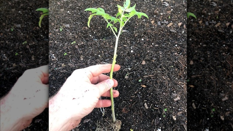 tomato planted in a trench