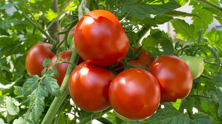 cluster of ripe tomatoes