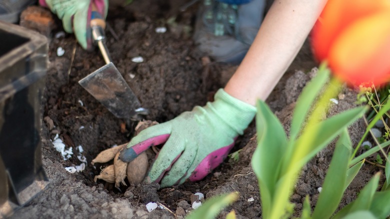 planting dahlias tubers