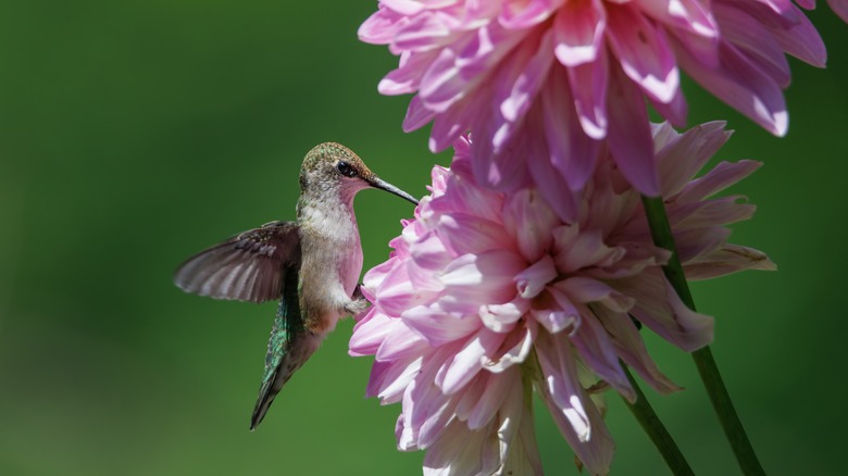 hummingbird on dahlia