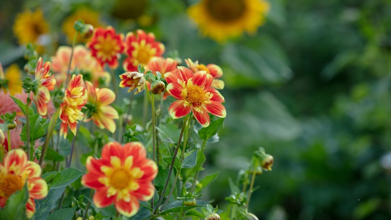 collarette dahlias