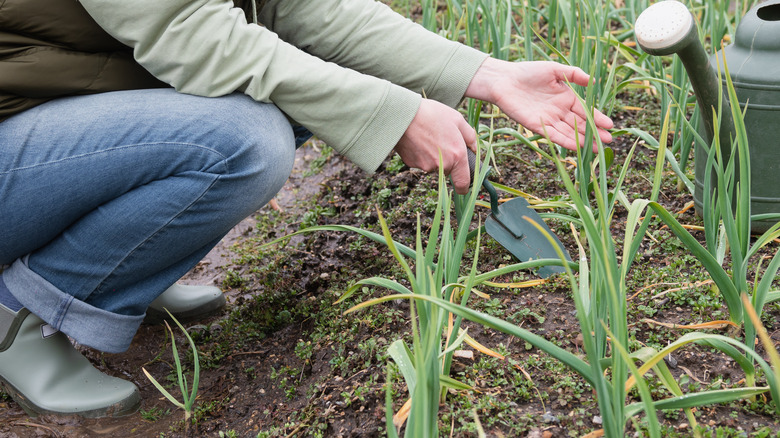 gardener tending garlic plants