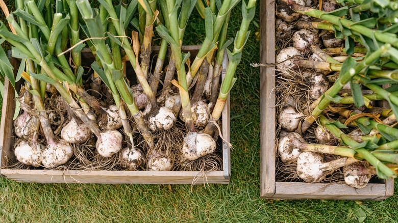 healthy crop of garlic plants