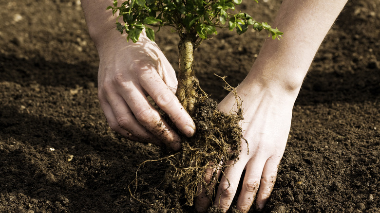 person holding tree with roots