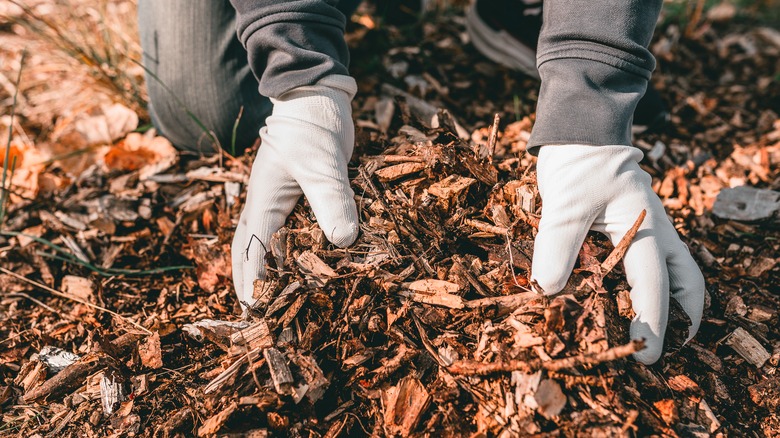 gloved hands holding mulch