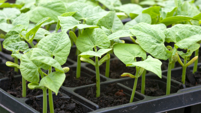 green bean seedlings