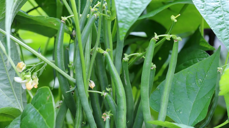 green beans growing