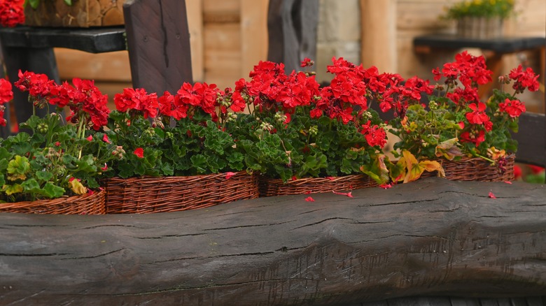 Red geranium flowers