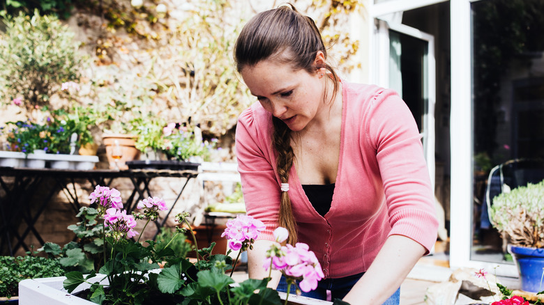 Woman planting geraniums