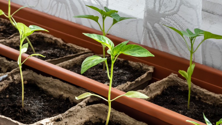 Small pepper seedlings in cardboard pots sitting inside a shallow plastic planter.