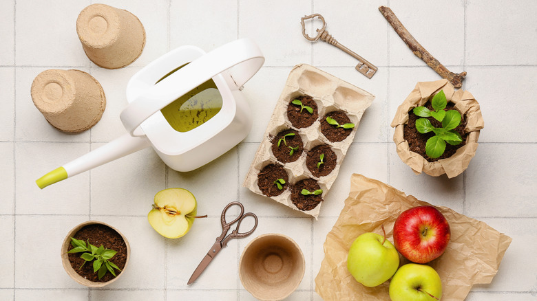 Various paper and cardboard seed starting pots on a table along with a watering can, a pair of scissors, a key and some apples.