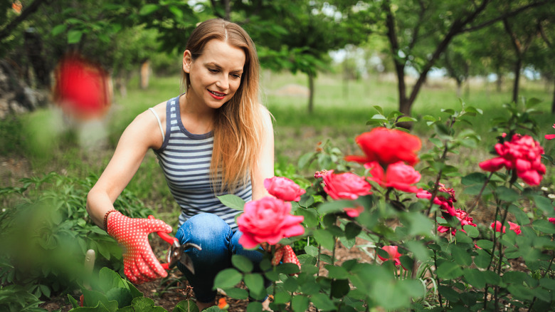 Woman tending to her rose bush