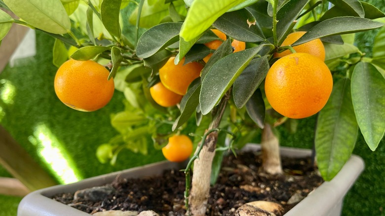 oranges on tree in container