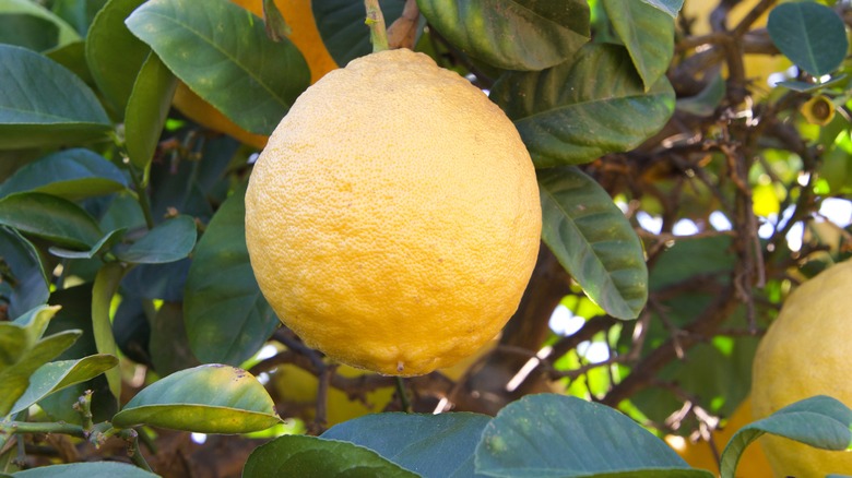 Ponderosa lemon on tree