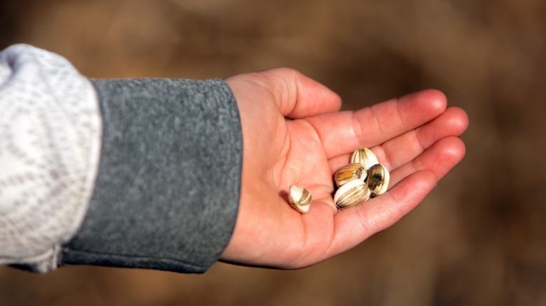 hand holding sunflower seeds