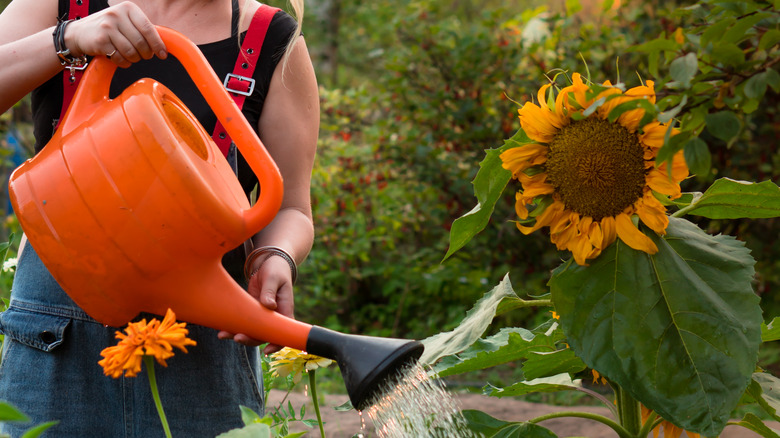 woman watering sunflower