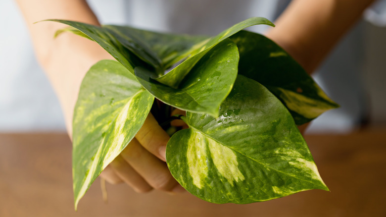 Holding plant cuttings 