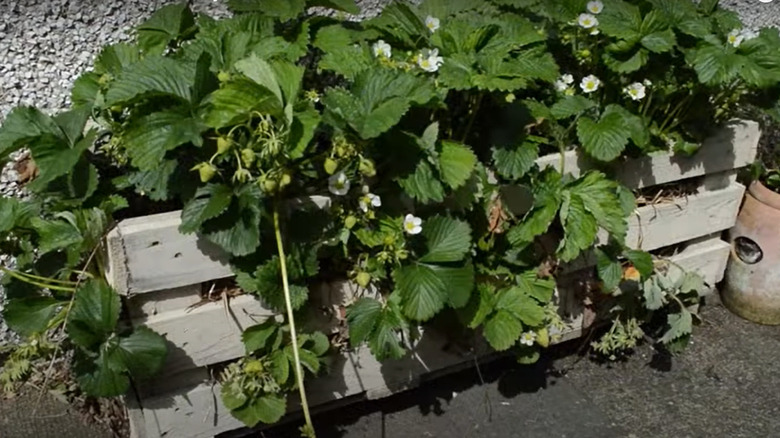 strawberry planter