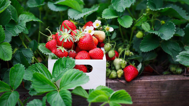 picked strawberries and strawberry plants