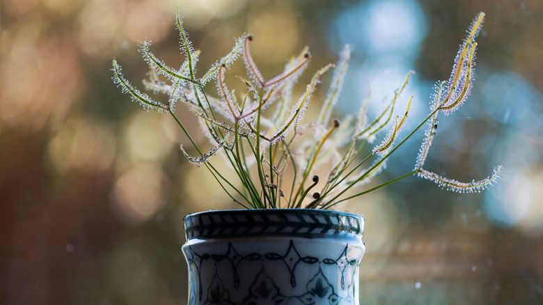 cape sundews in flower pot