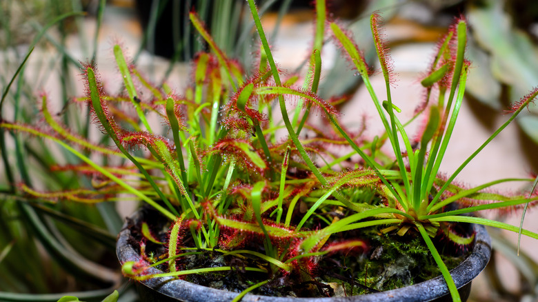 cape sundew in a container