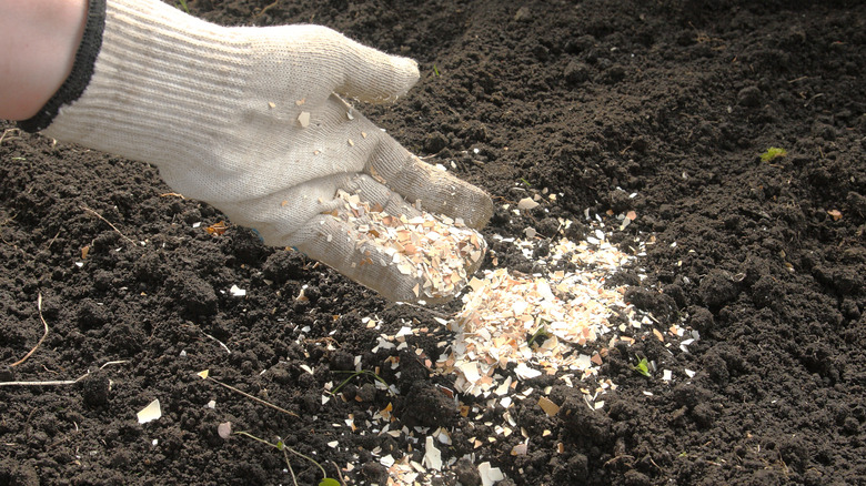 fertilizing soil with eggshells