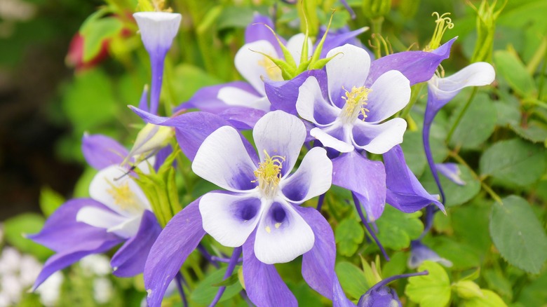 Columbine flowers