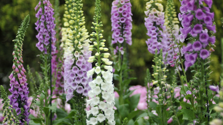 Foxglove spires