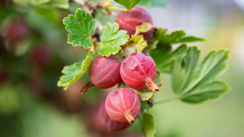Gooseberry fruits