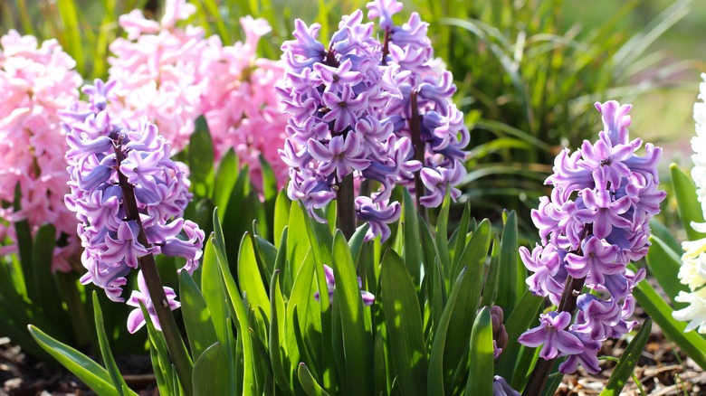 Hyacinth in bloom