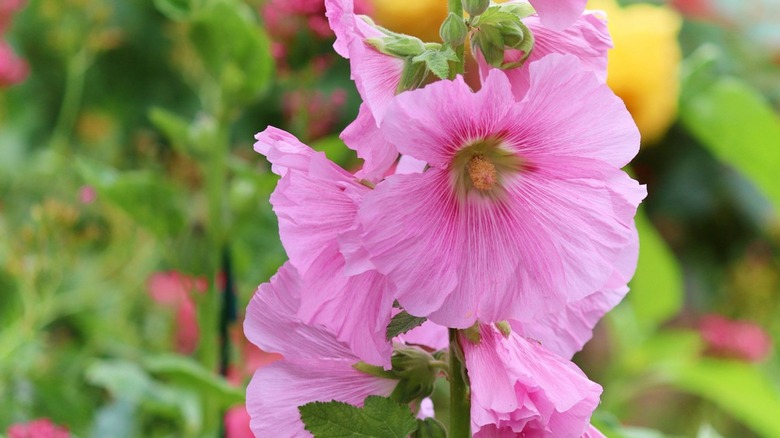 hollyhock flowers