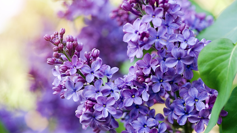 Lilac flower