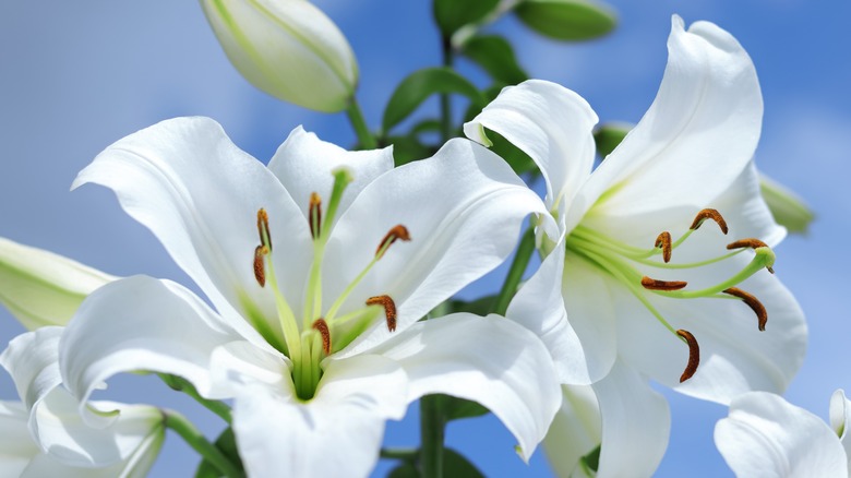 White lily