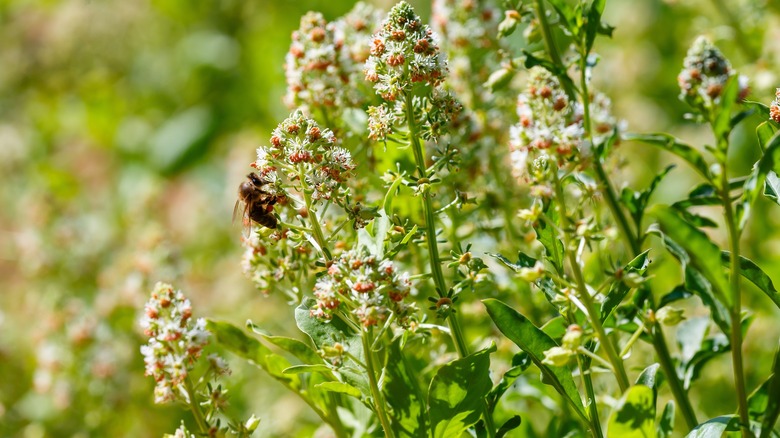 Mignonette flowers