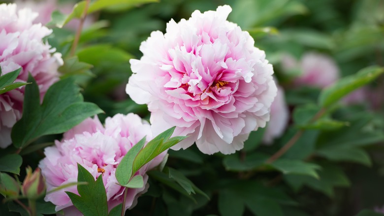 Peony flower blooming