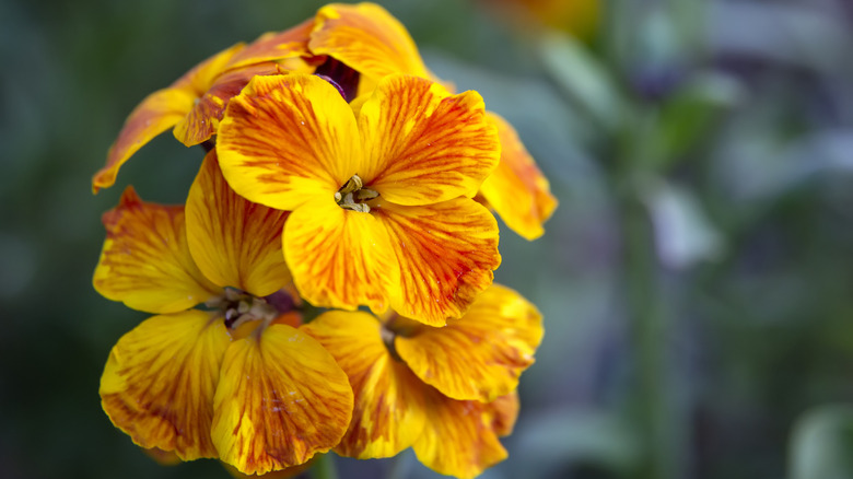 Orange wallflower plant