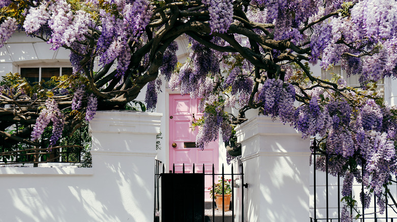 Wisteria in front of a house