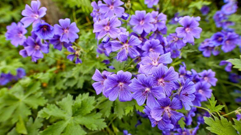 Purple geranium blooms