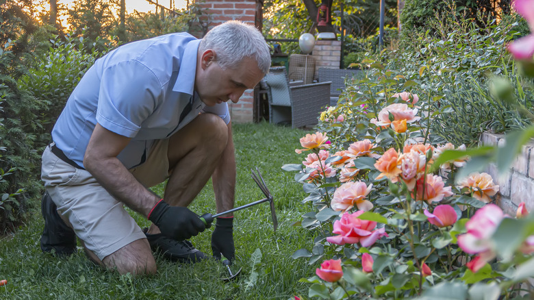 Man kneeling gardening near roses