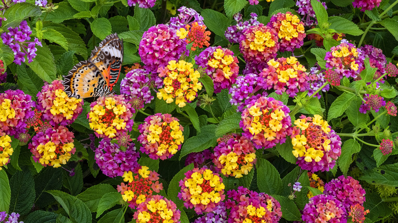 Pink and yellow lantana with butterfly