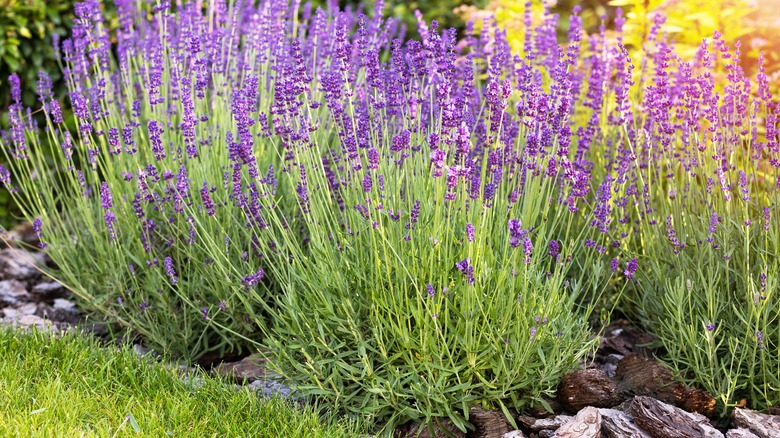 Lavender plants growing in garden
