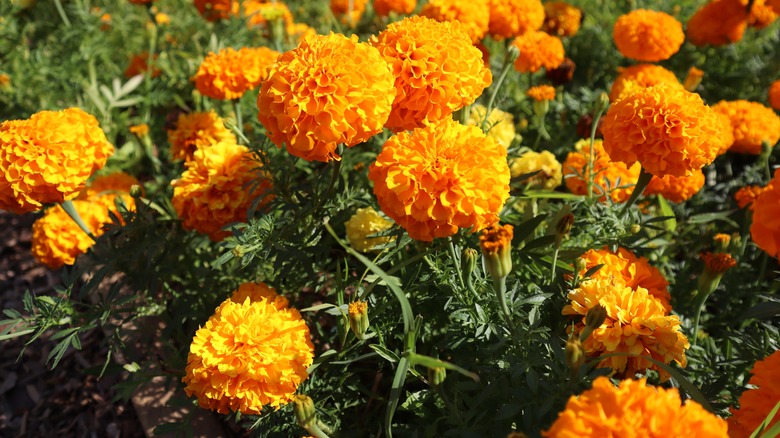 Bright blooming marigolds