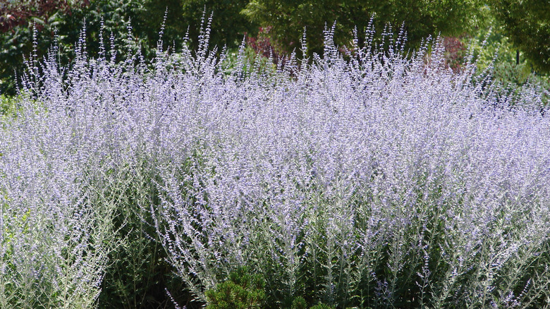 Russian sage bushes