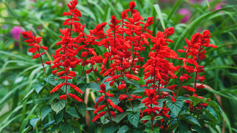 Red salvia blooms in garden